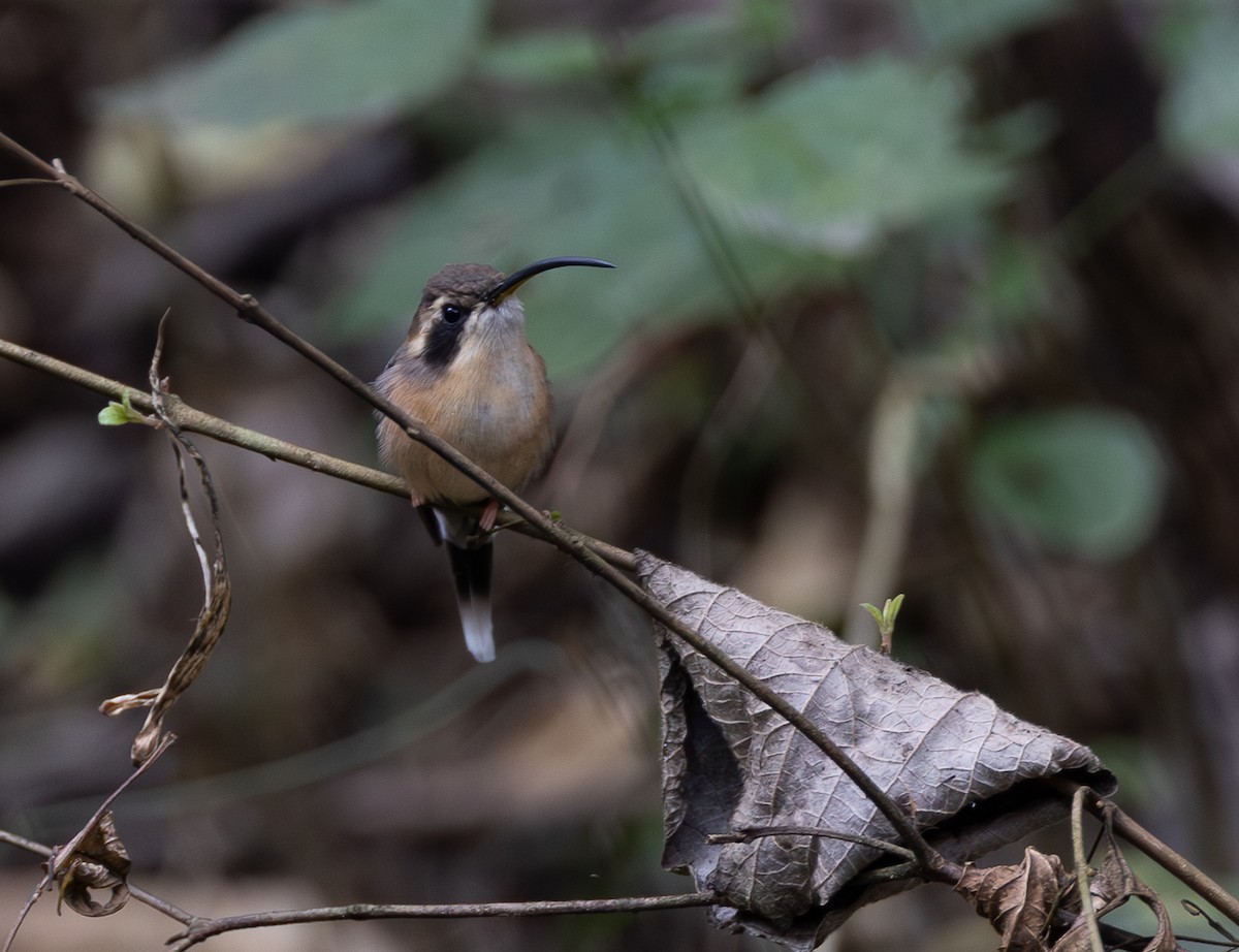 Gray-chinned Hermit - ML641652549