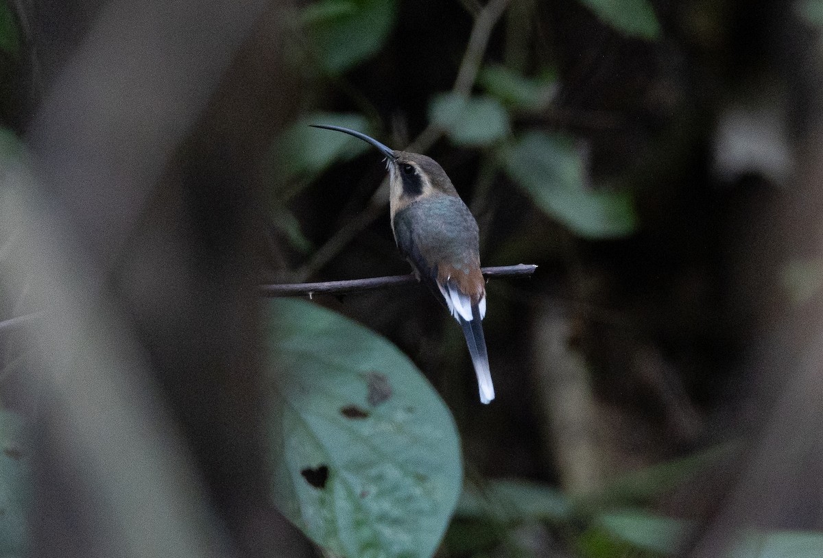 Gray-chinned Hermit - ML641652550