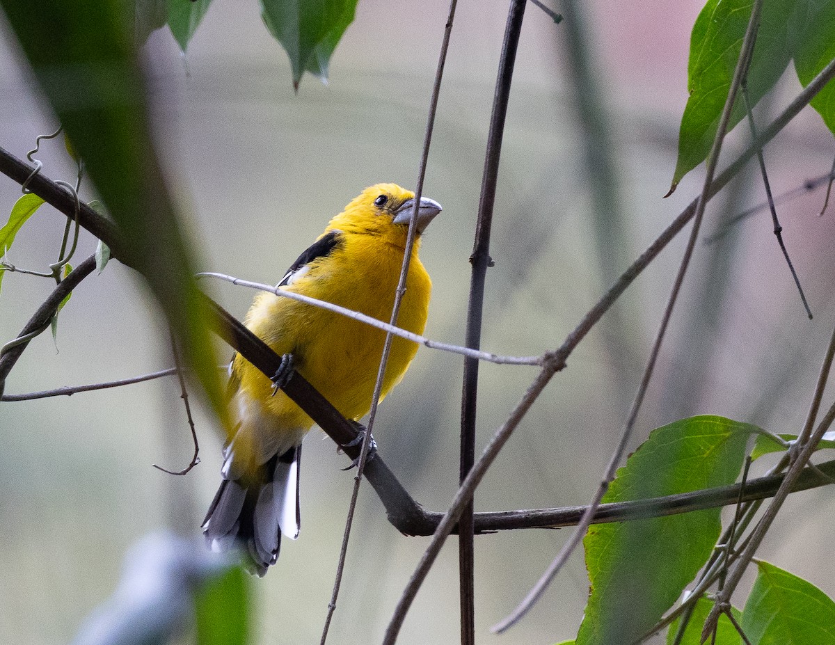 Golden Grosbeak - ML641652554