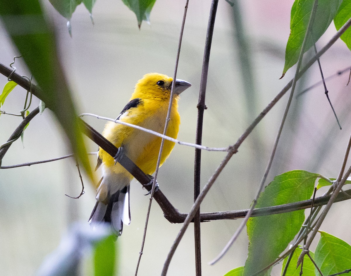 Golden Grosbeak - ML641652555