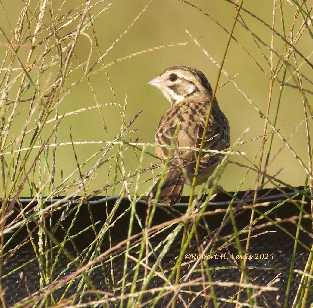 lerkespurv - ML641652641