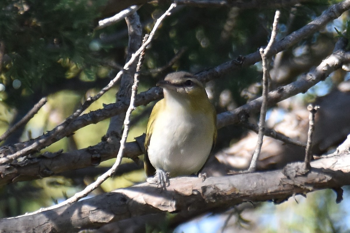 Red-eyed Vireo - ML641652673