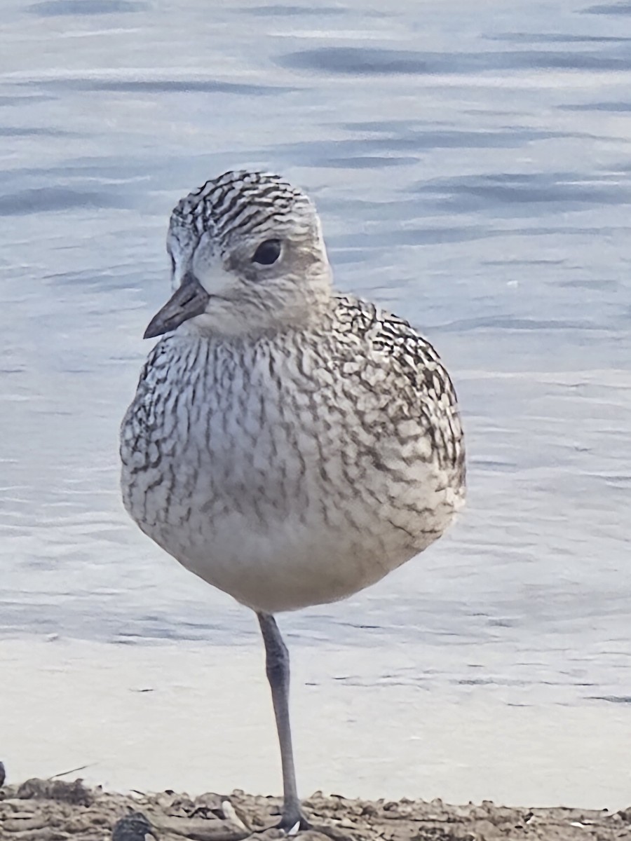 Black-bellied Plover - ML641652698