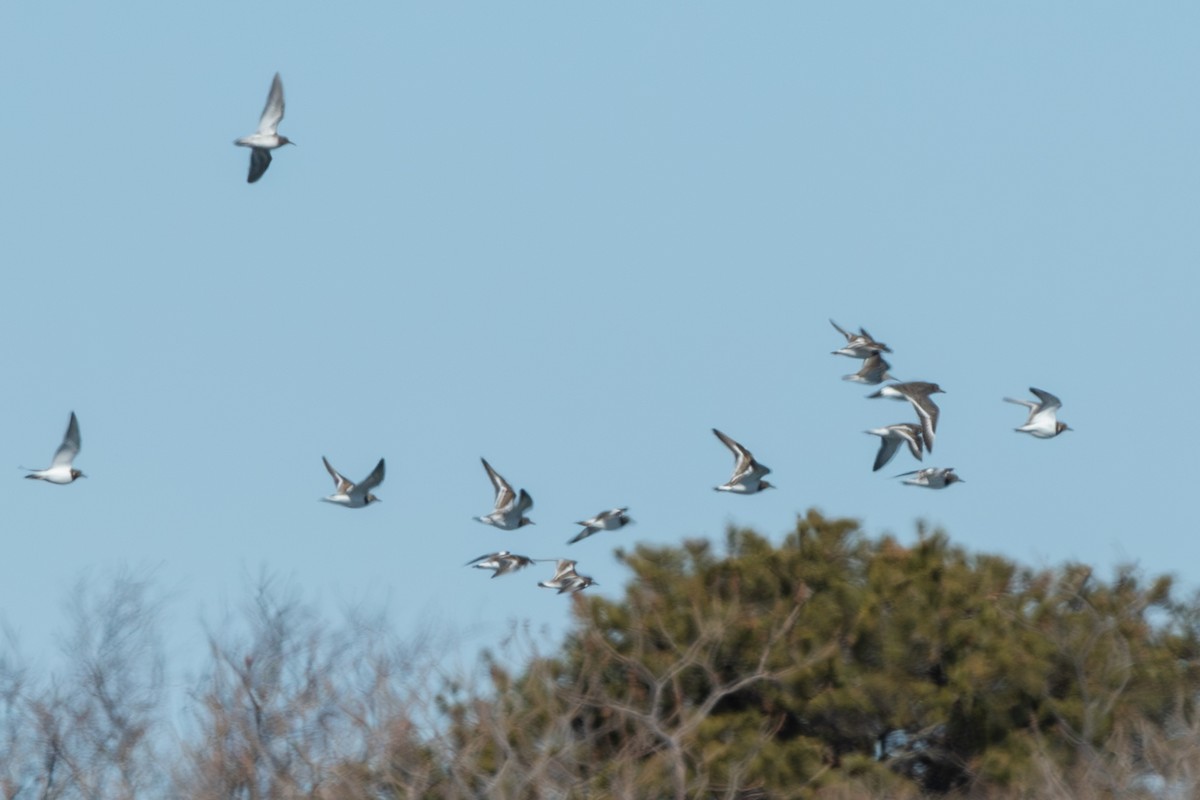 Surfbird - ML641652721