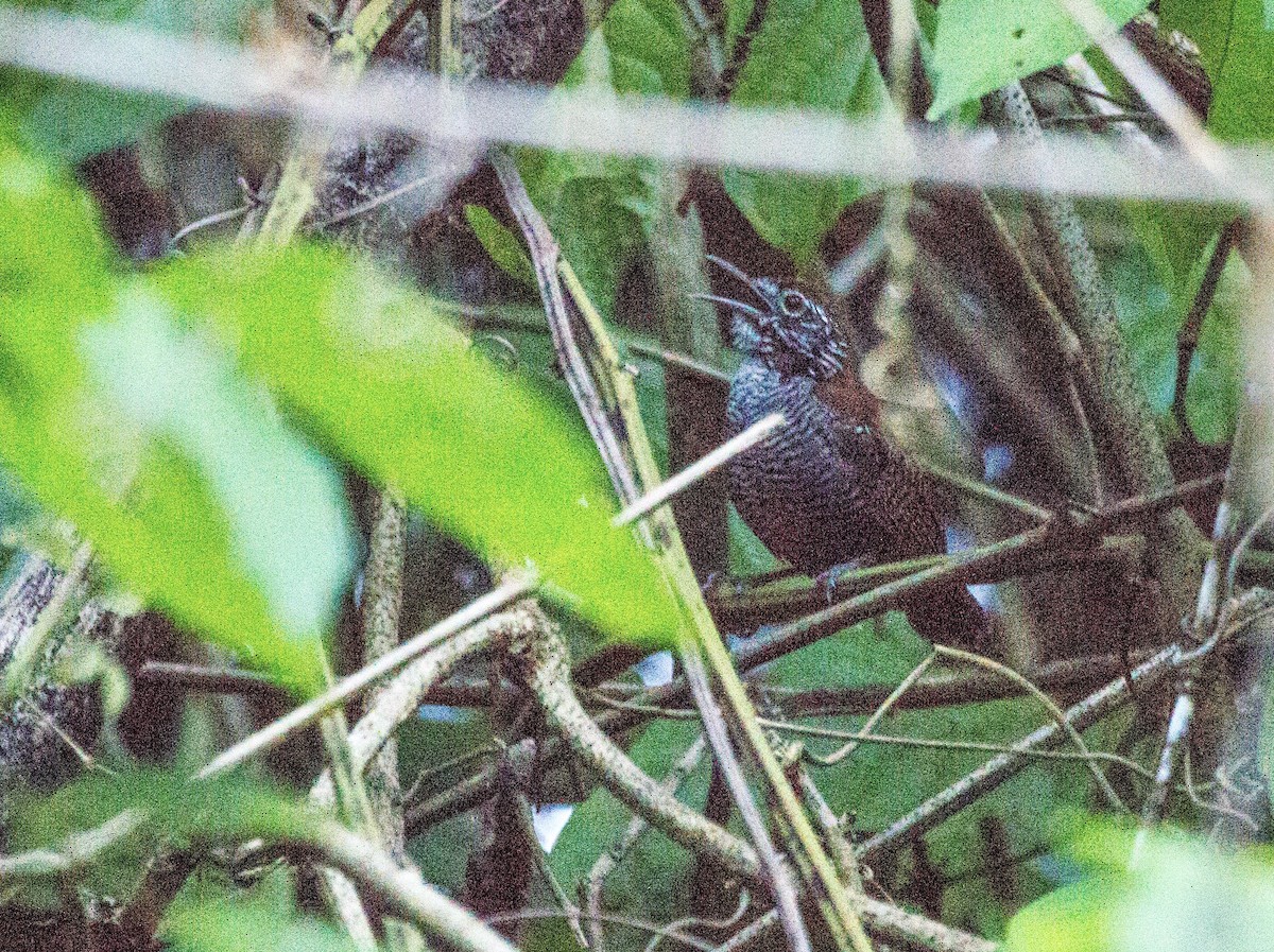 Riverside Wren - ML641652793