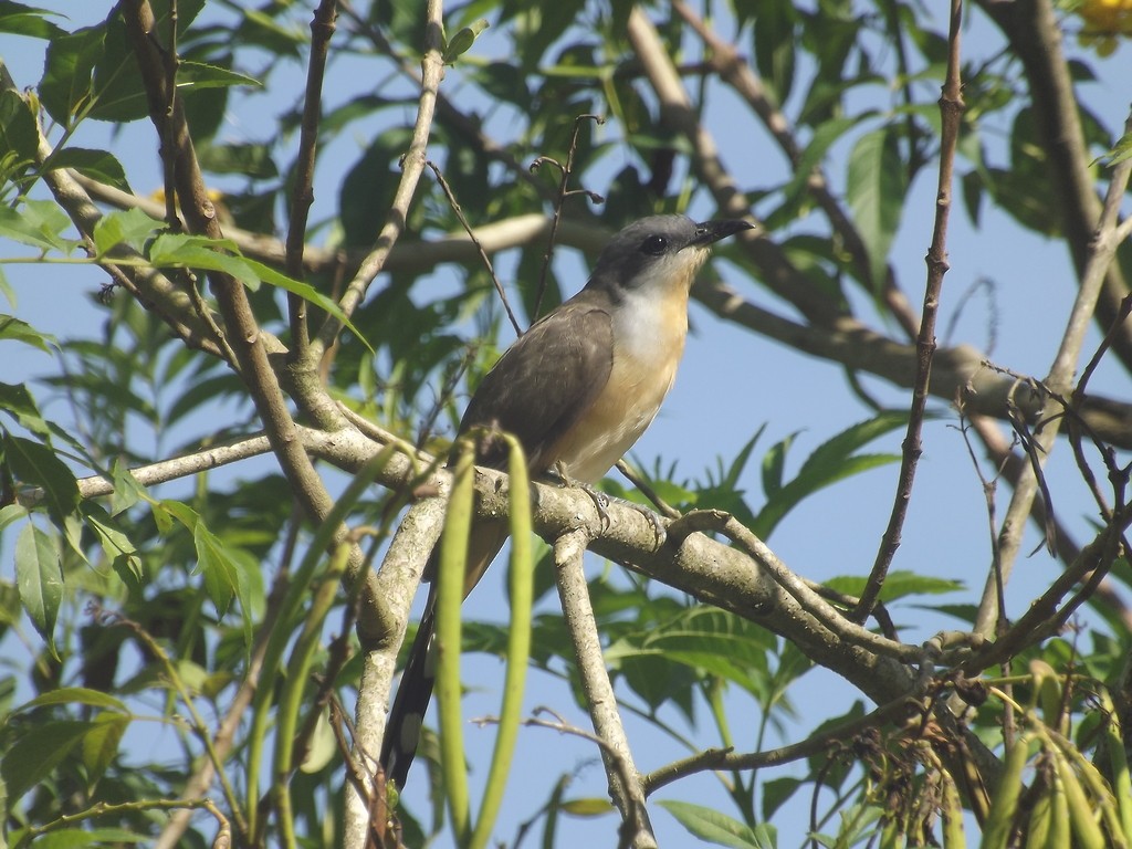 Dark-billed Cuckoo - ML641652806