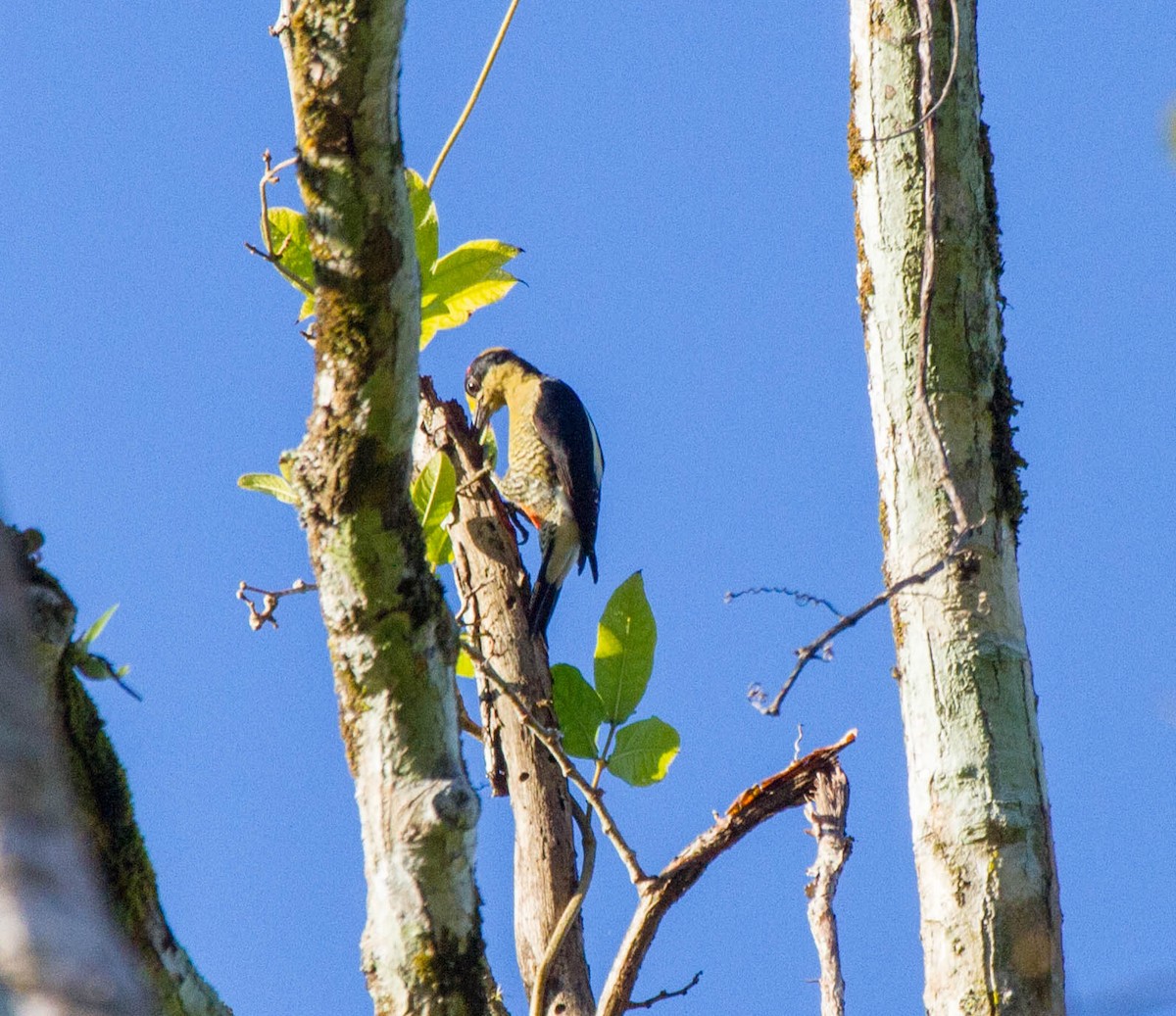 Golden-naped Woodpecker - ML641652819