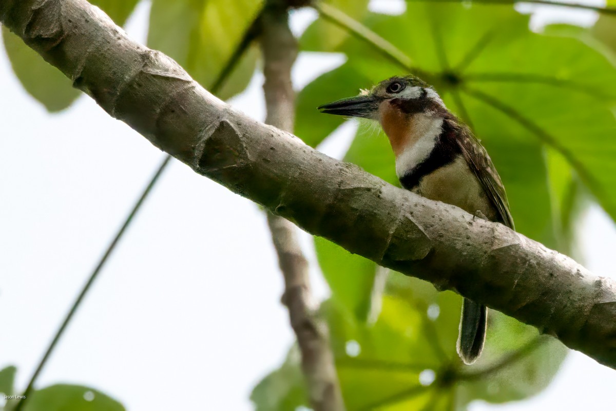 Russet-throated Puffbird - ML641652829