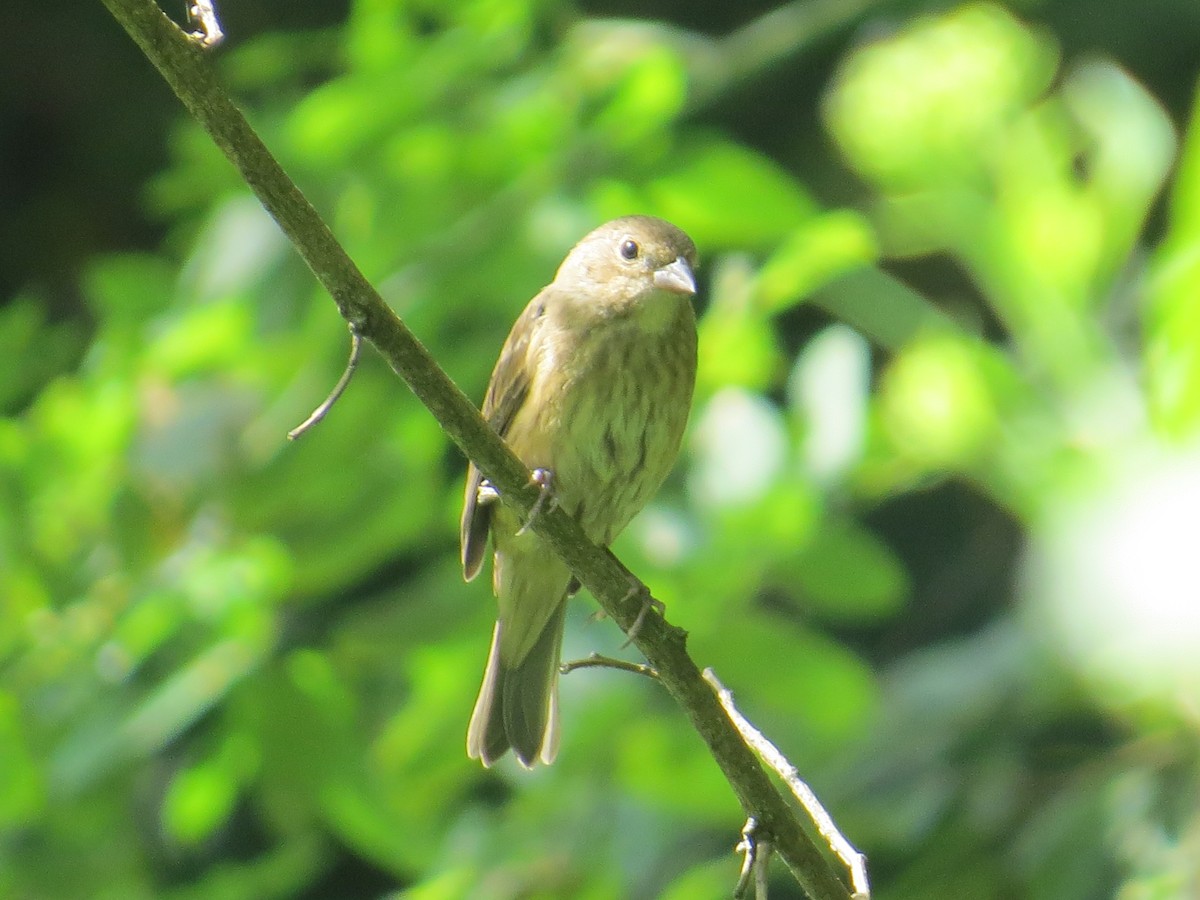 ルリノジコ - ML641652853