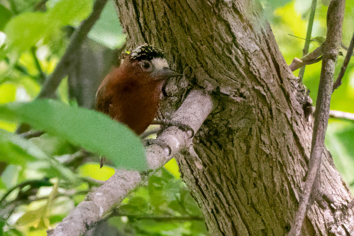 Chestnut Piculet - ML641652854