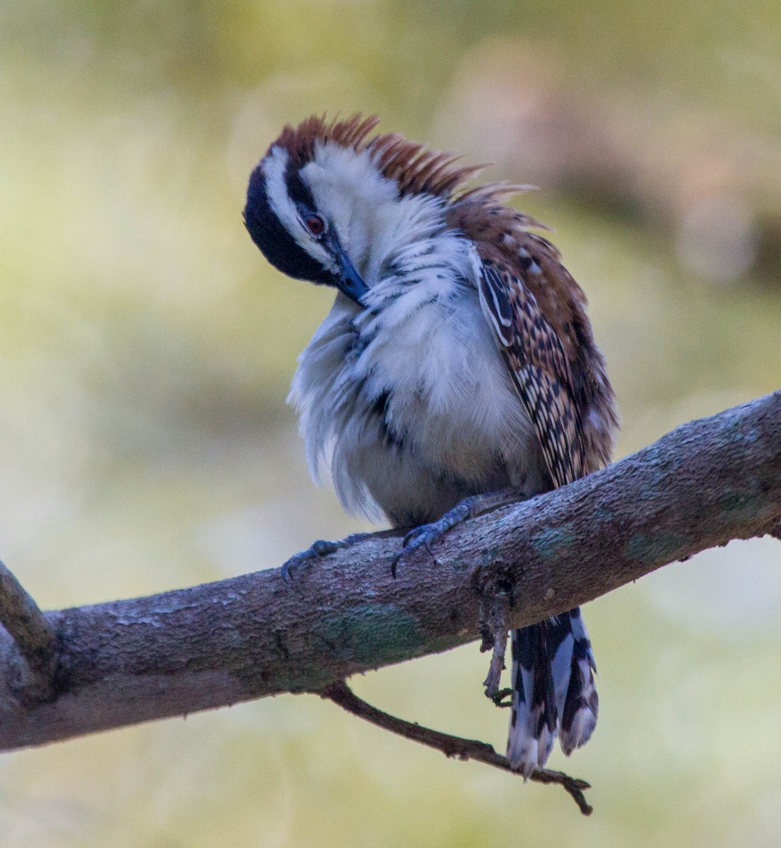 Rufous-backed Wren - ML641652856