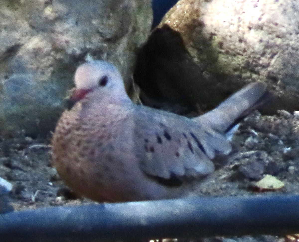 Common Ground Dove - ML641652861