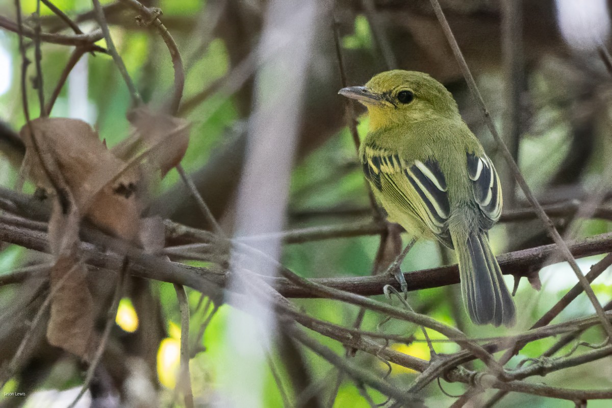 Ochre-lored Flatbill - ML641652864