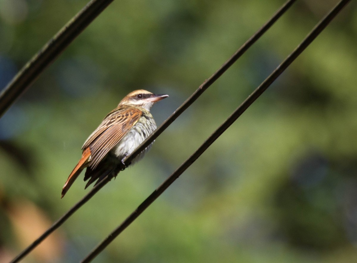 Streaked Flycatcher - ML641652866