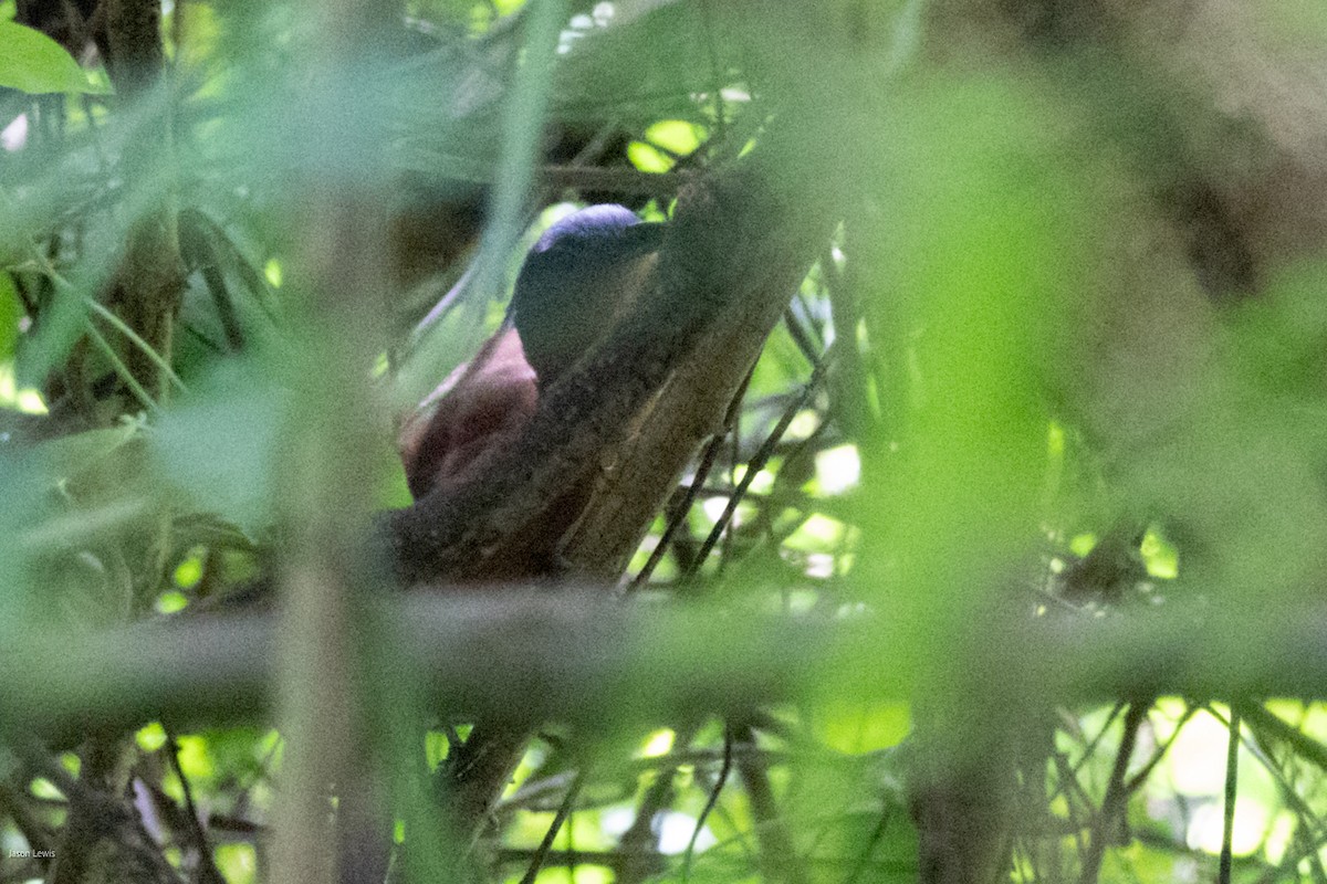 Gray-capped Cuckoo - ML641652869