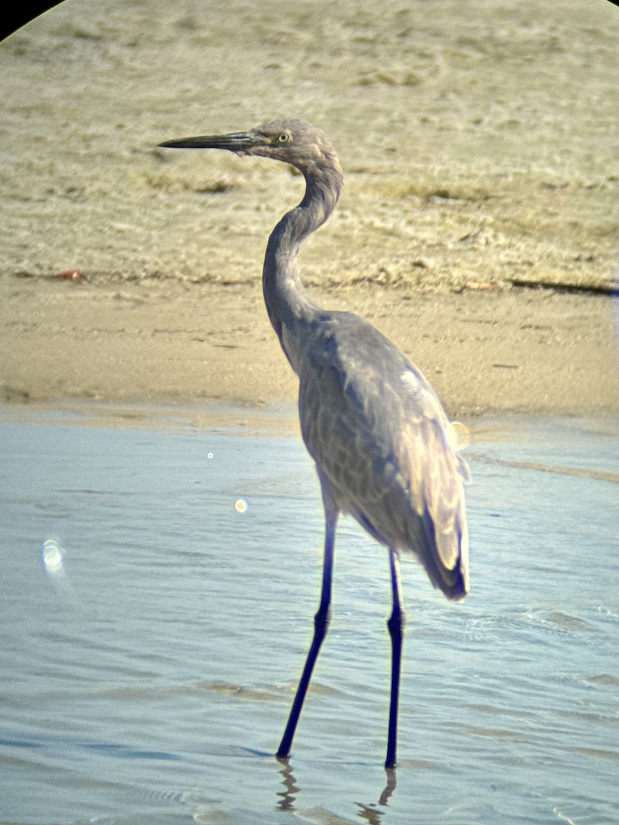 Reddish Egret - ML641652909