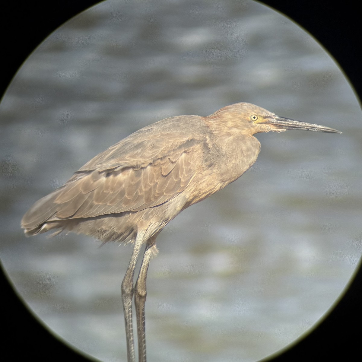 Reddish Egret - ML641652910