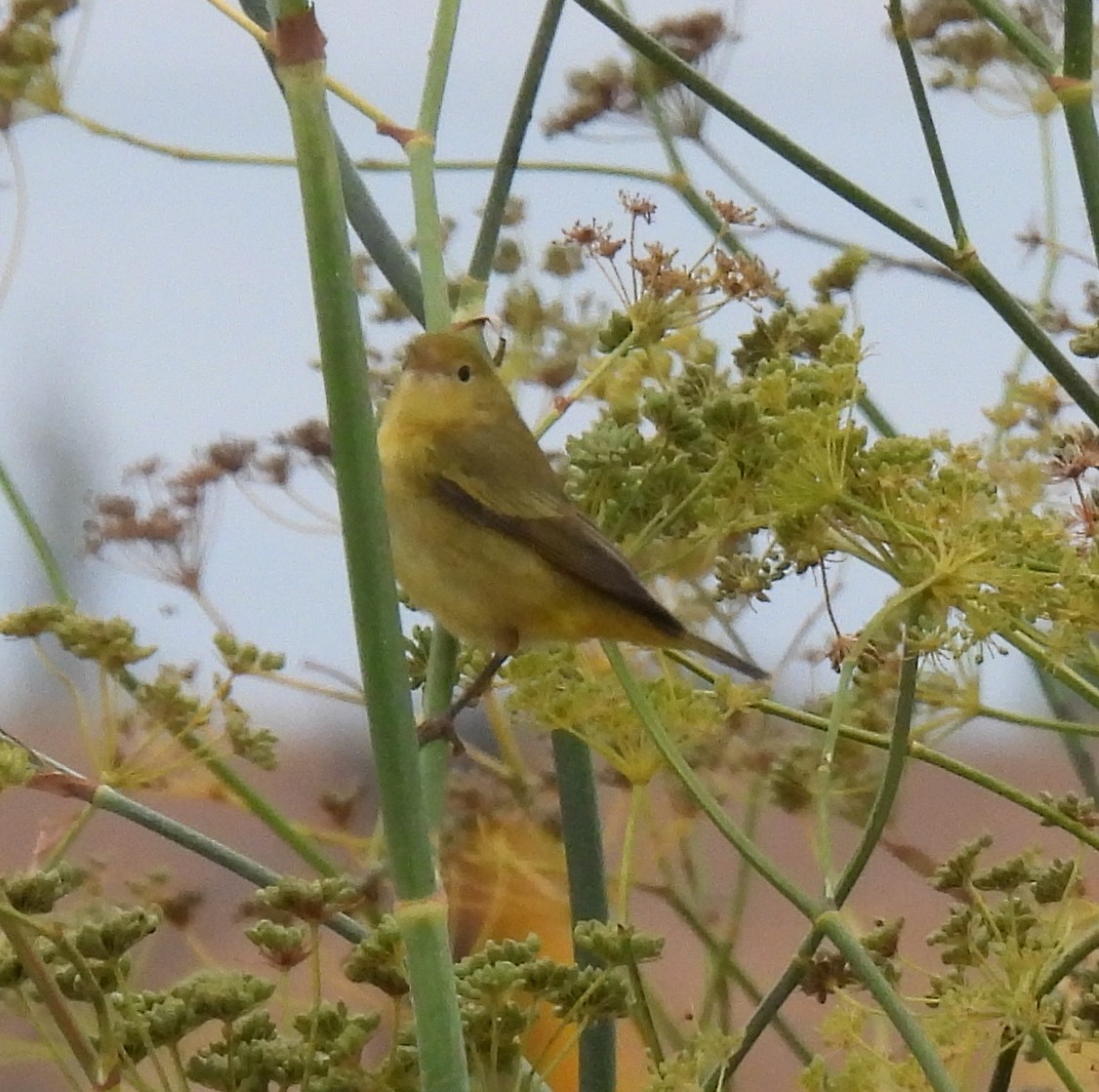 Yellow Warbler - ML641652911