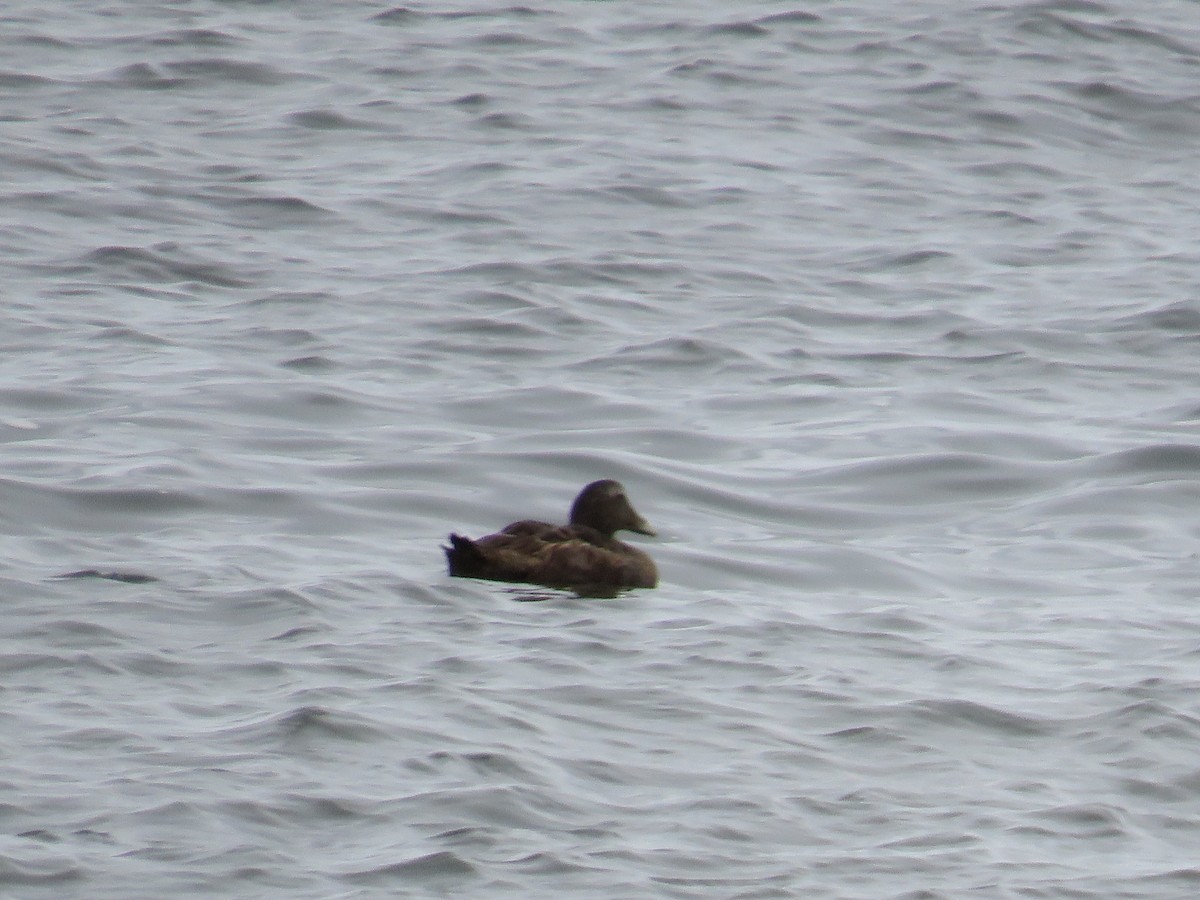 Eider à duvet - ML641652925