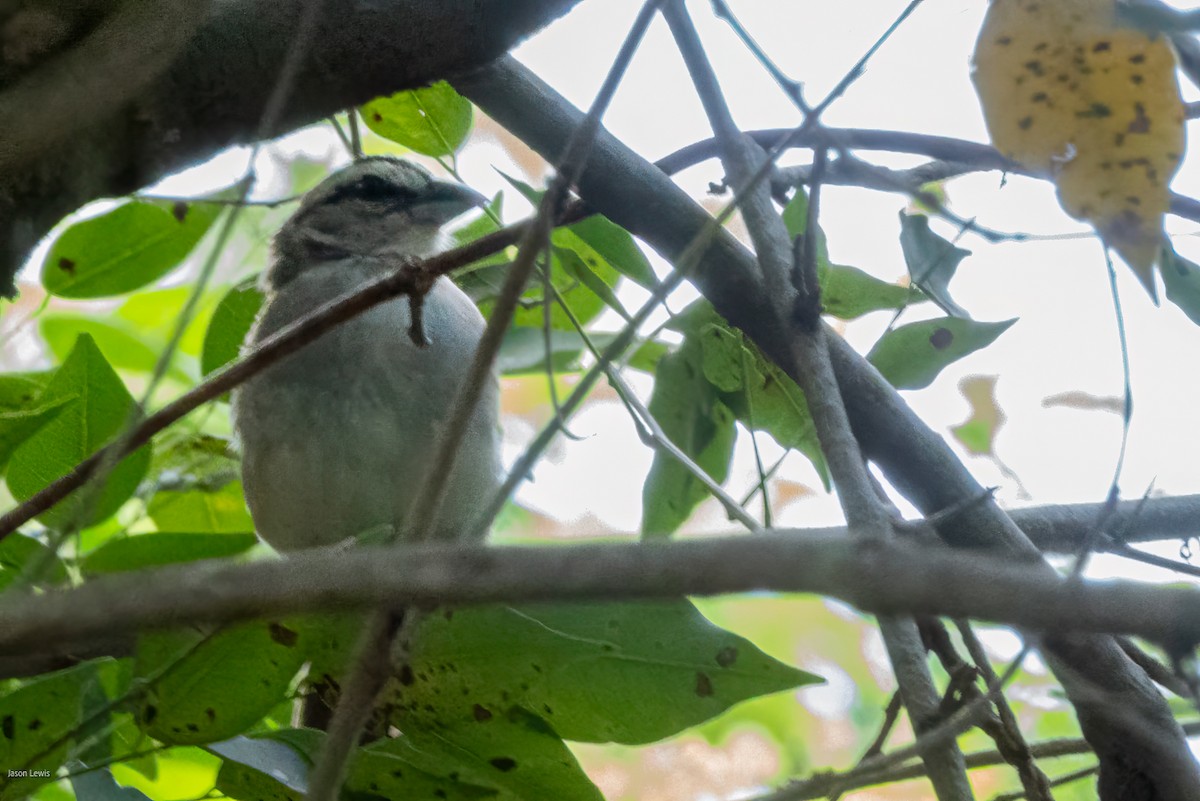 Tocuyo Sparrow - ML641652932