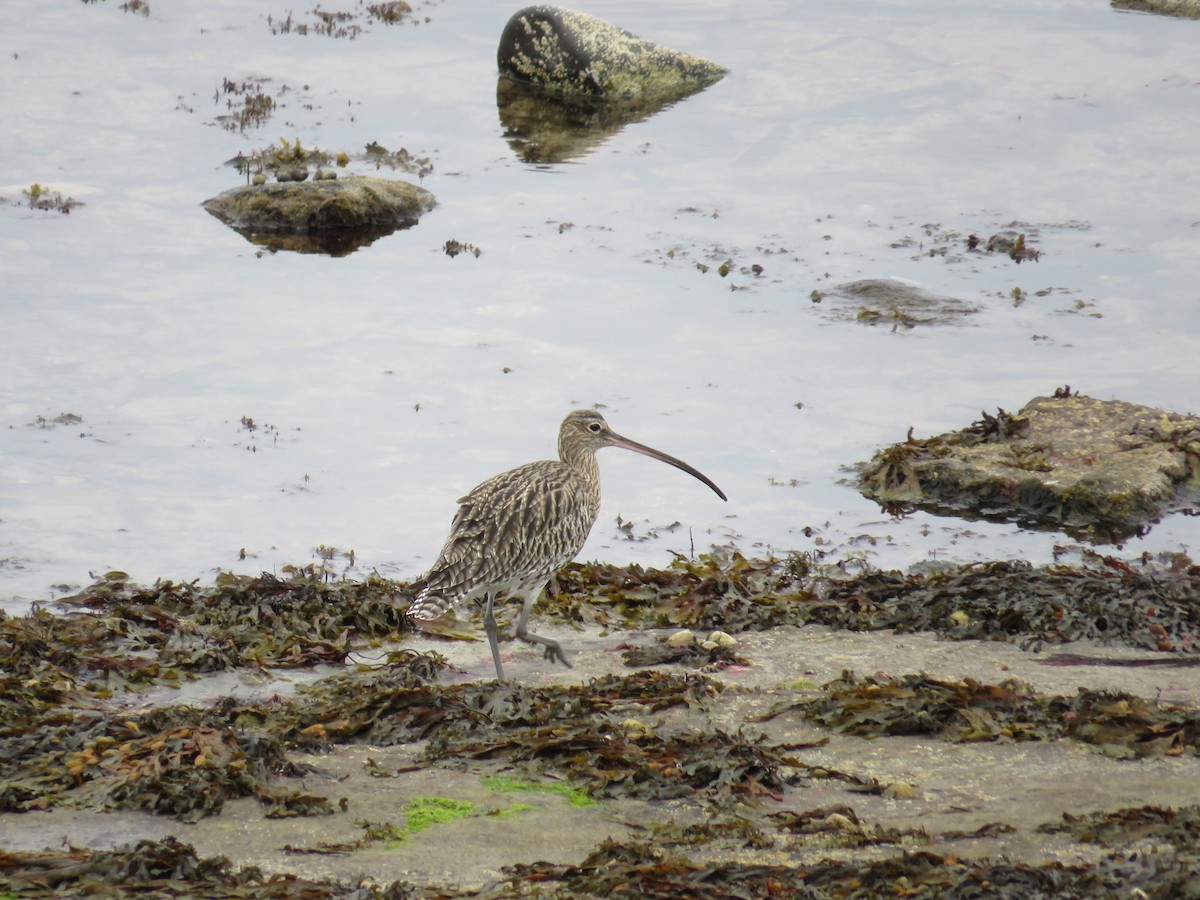 Courlis cendré - ML641652936