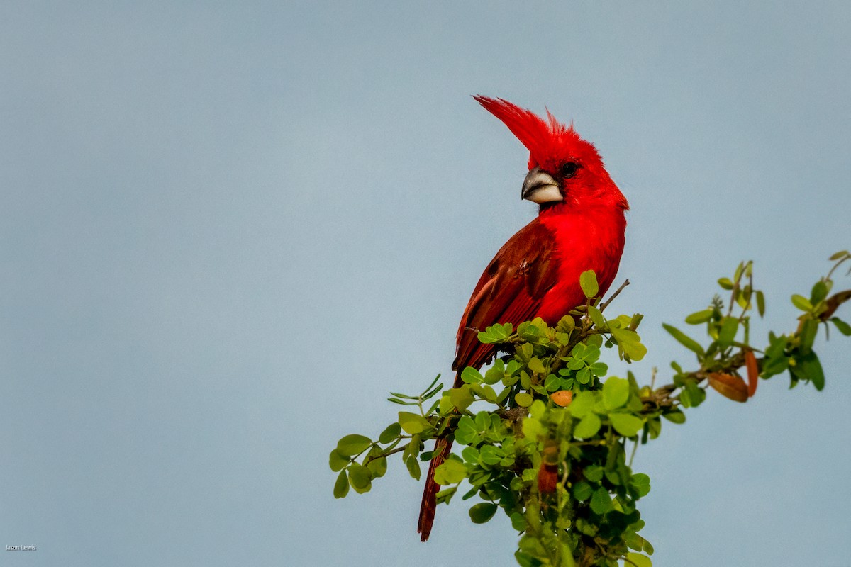 Vermilion Cardinal - ML641652940