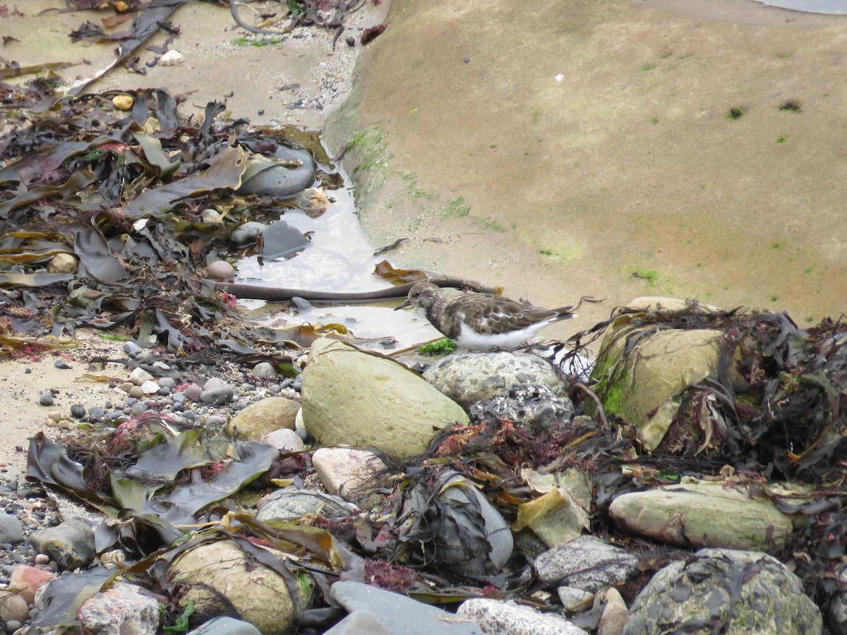 Tournepierre à collier - ML641652947