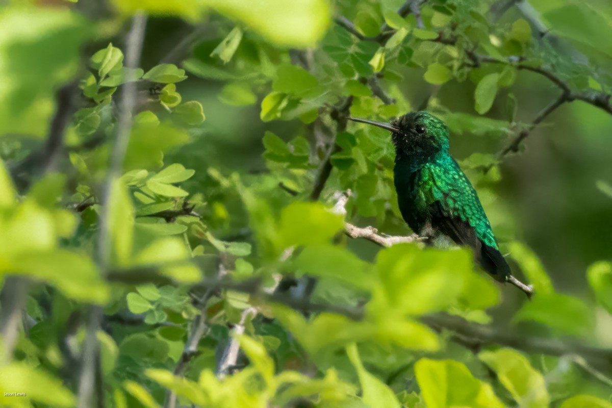 Red-billed Emerald - ML641652949