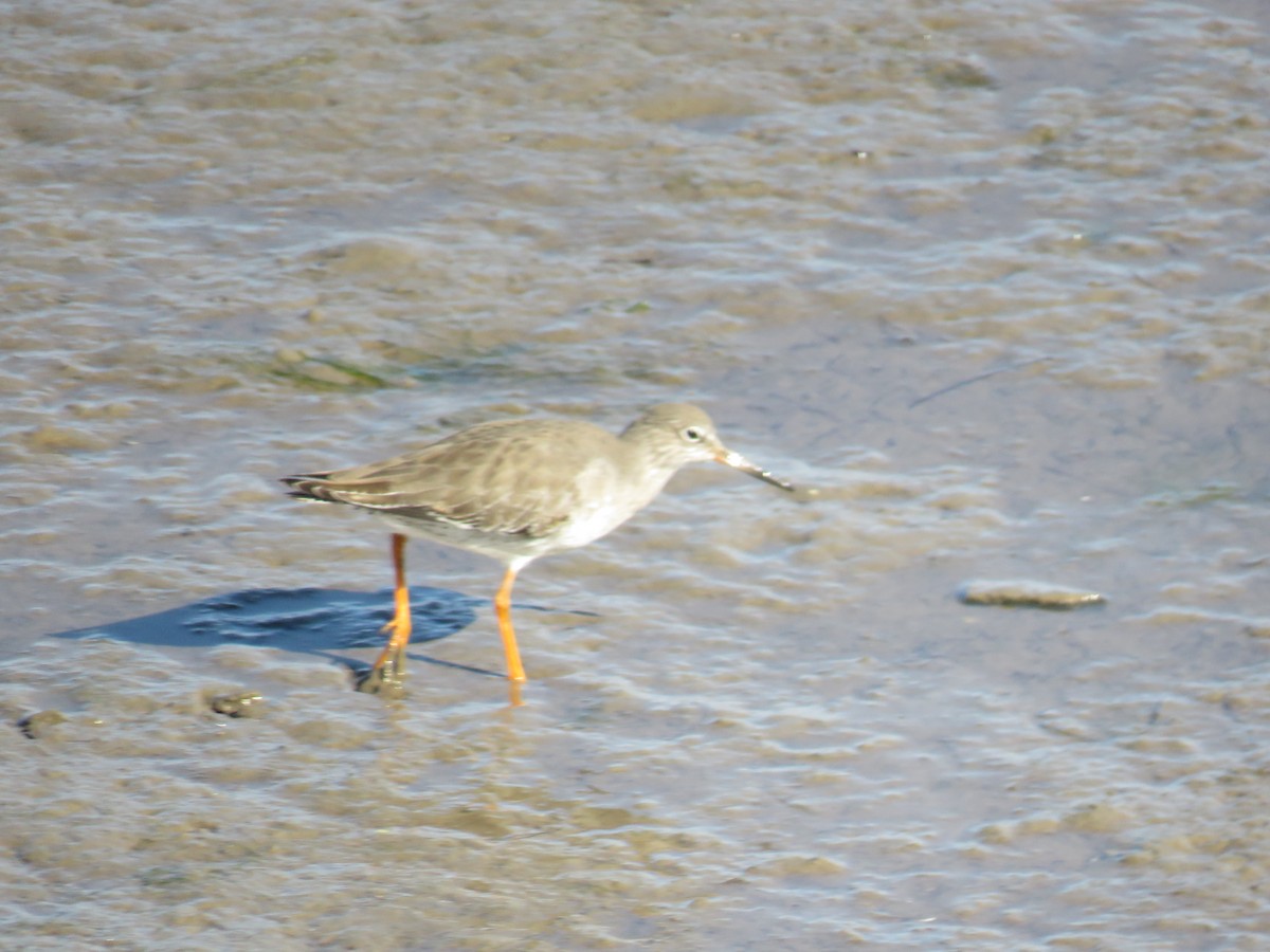 Chevalier gambette - ML641652963