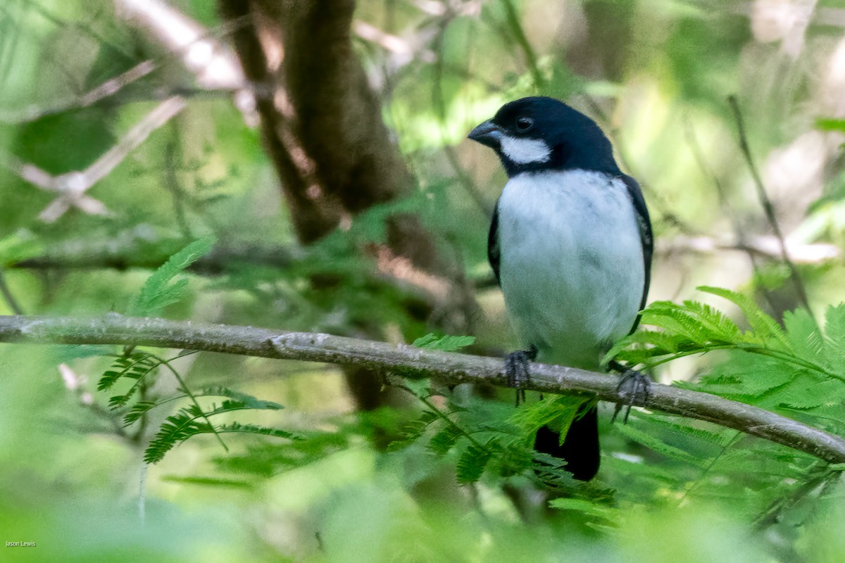 Lesson's Seedeater - ML641652964