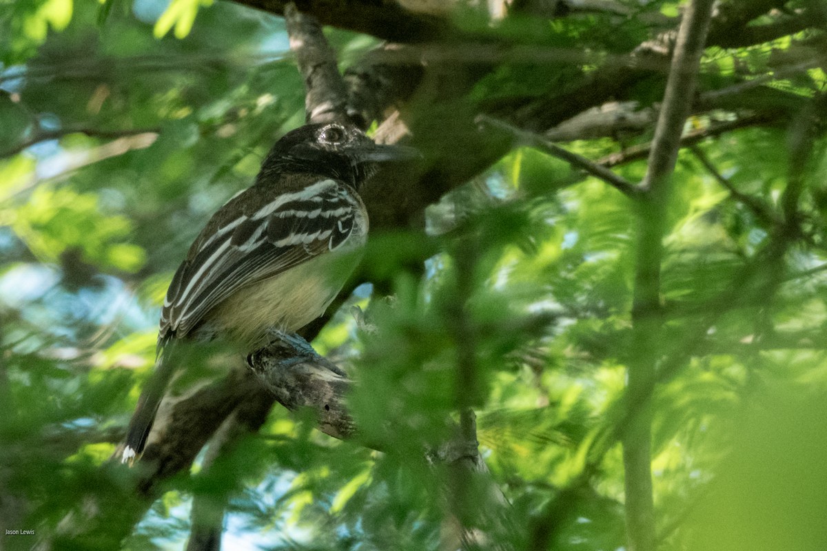 Black-backed Antshrike - ML641652965