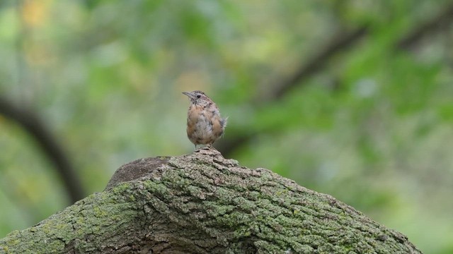 Carolina Wren - ML641652967