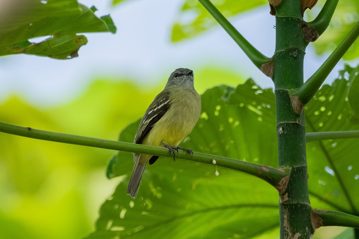Yellow-crowned Tyrannulet - ML641652973