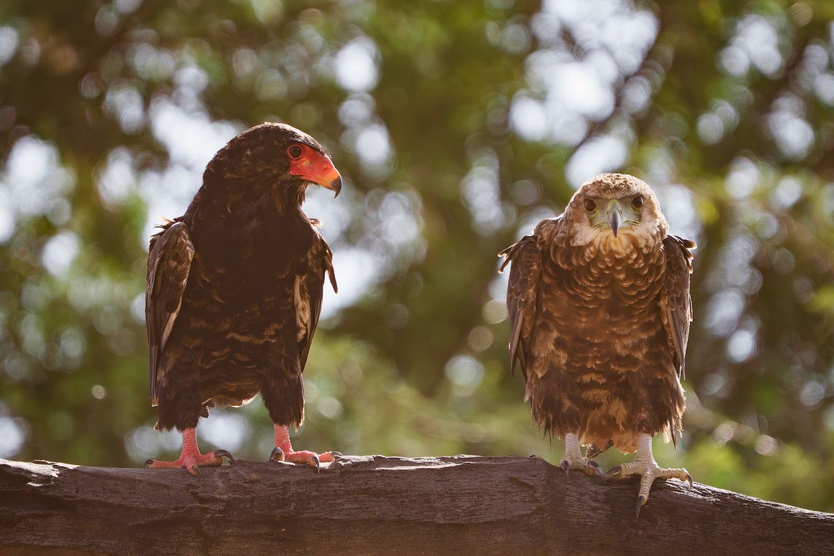 Bateleur - ML641652986