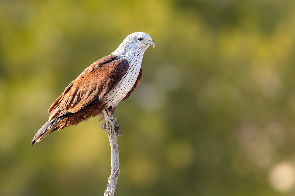Brahminy Kite - ML641652999