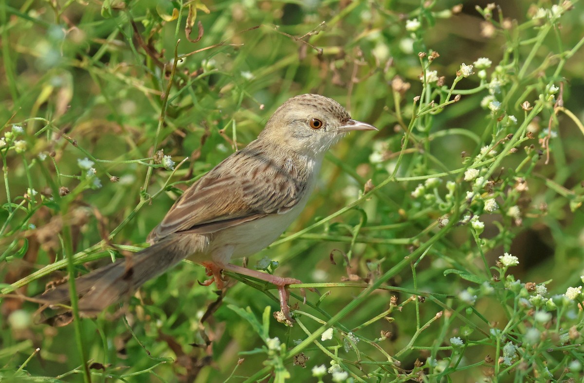 Delicate Prinia - ML641653031