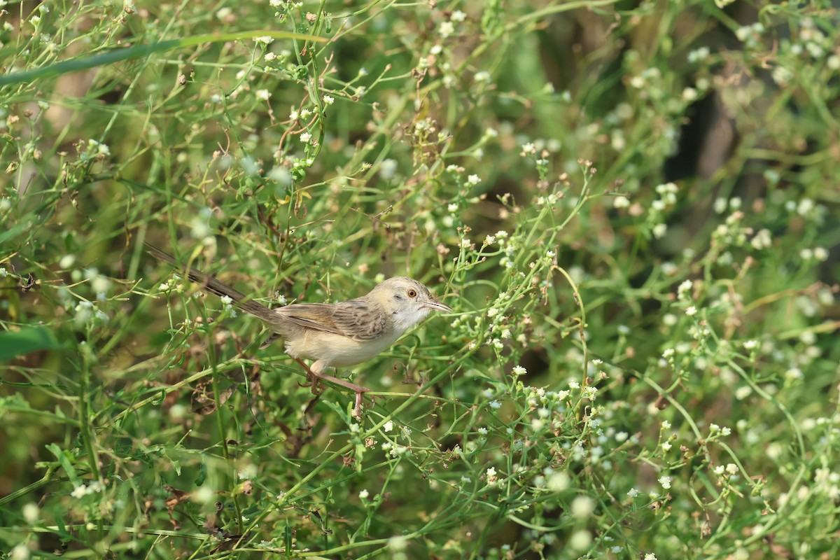 Delicate Prinia - ML641653034