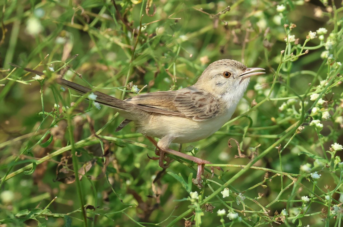 Delicate Prinia - ML641653036