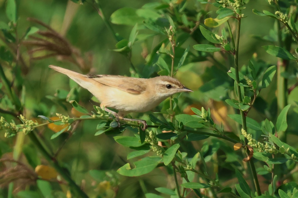 Paddyfield Warbler - ML641653051