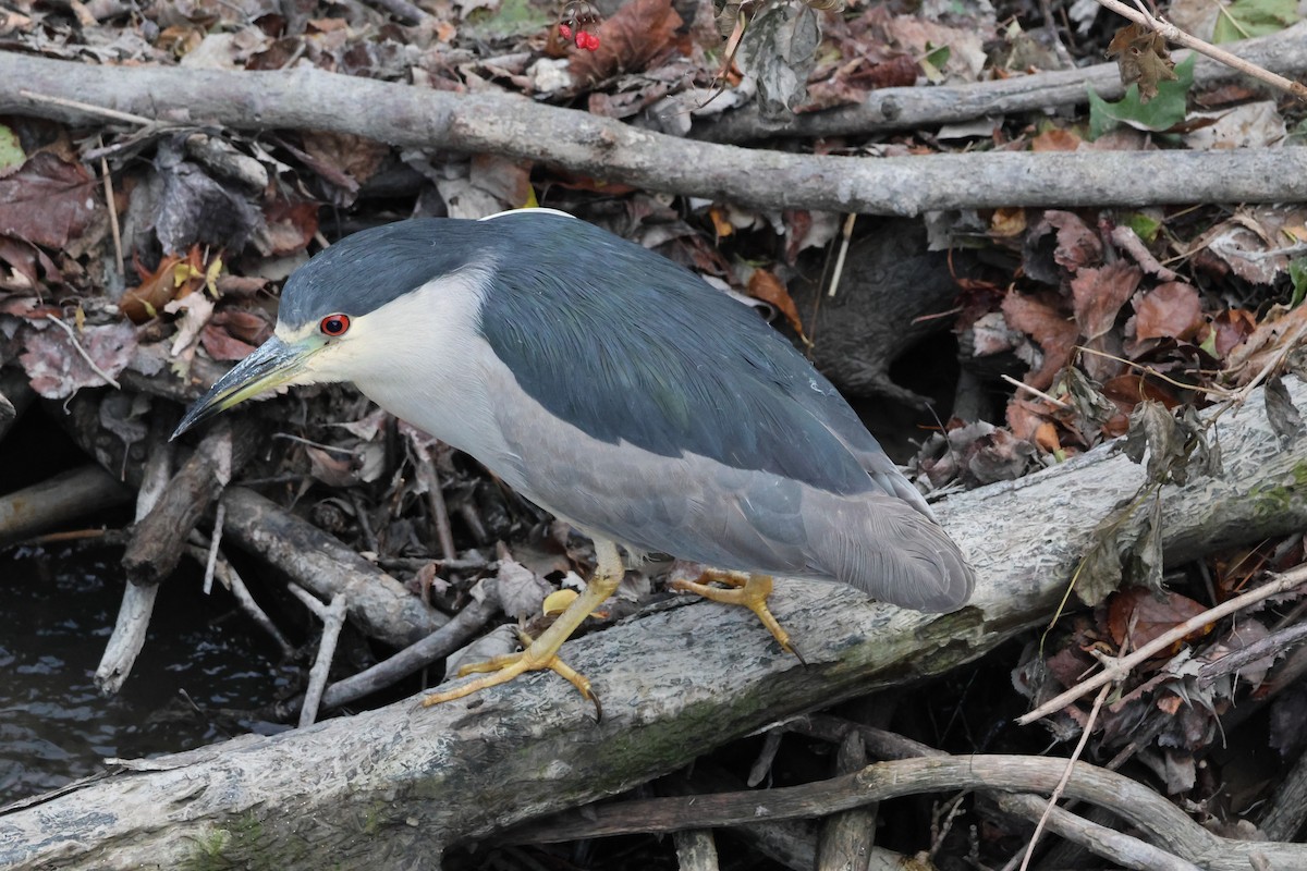 Black-crowned Night Heron - ML641653053