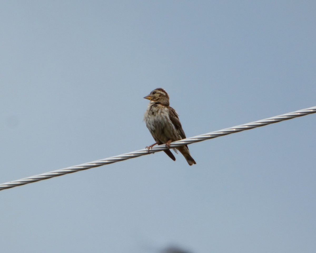 Rock Sparrow - ML641653054