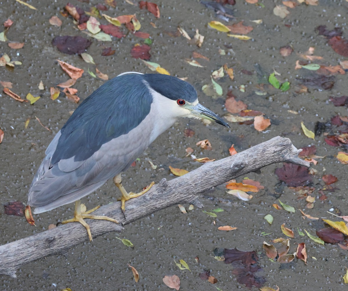 Black-crowned Night Heron - ML641653074