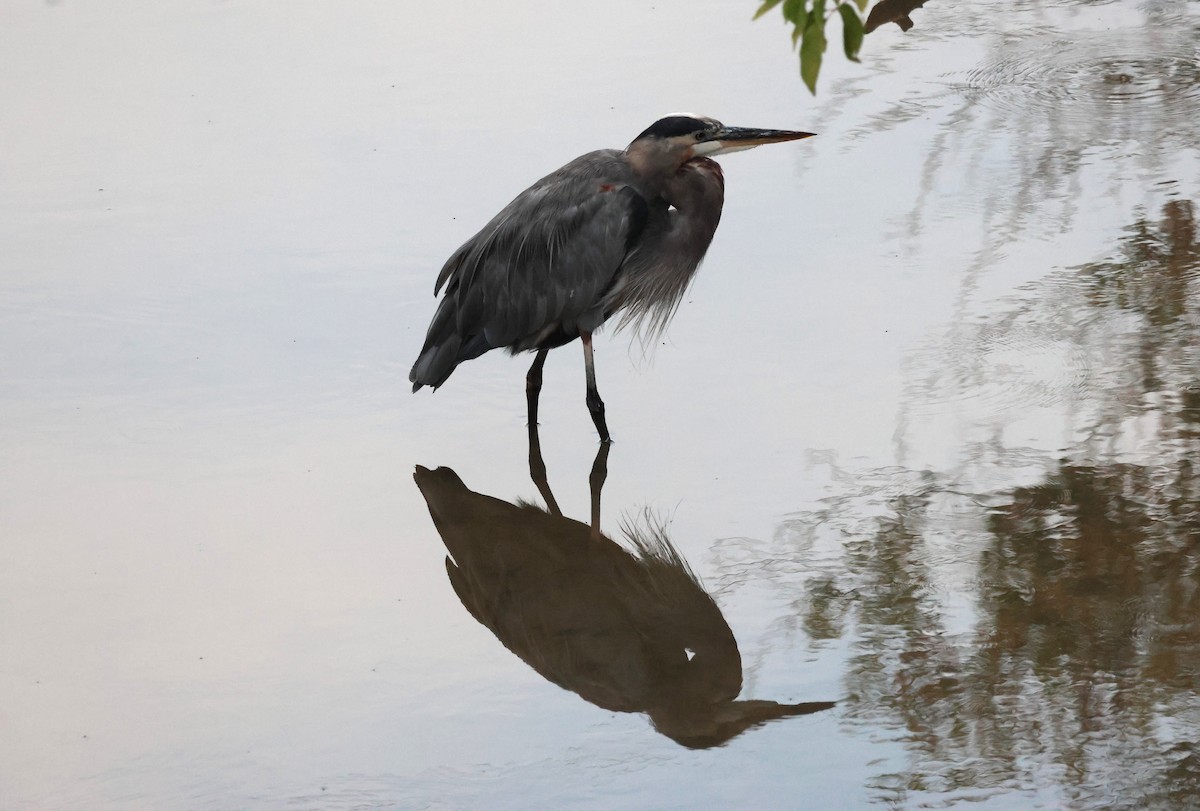 Great Blue Heron - ML641653096