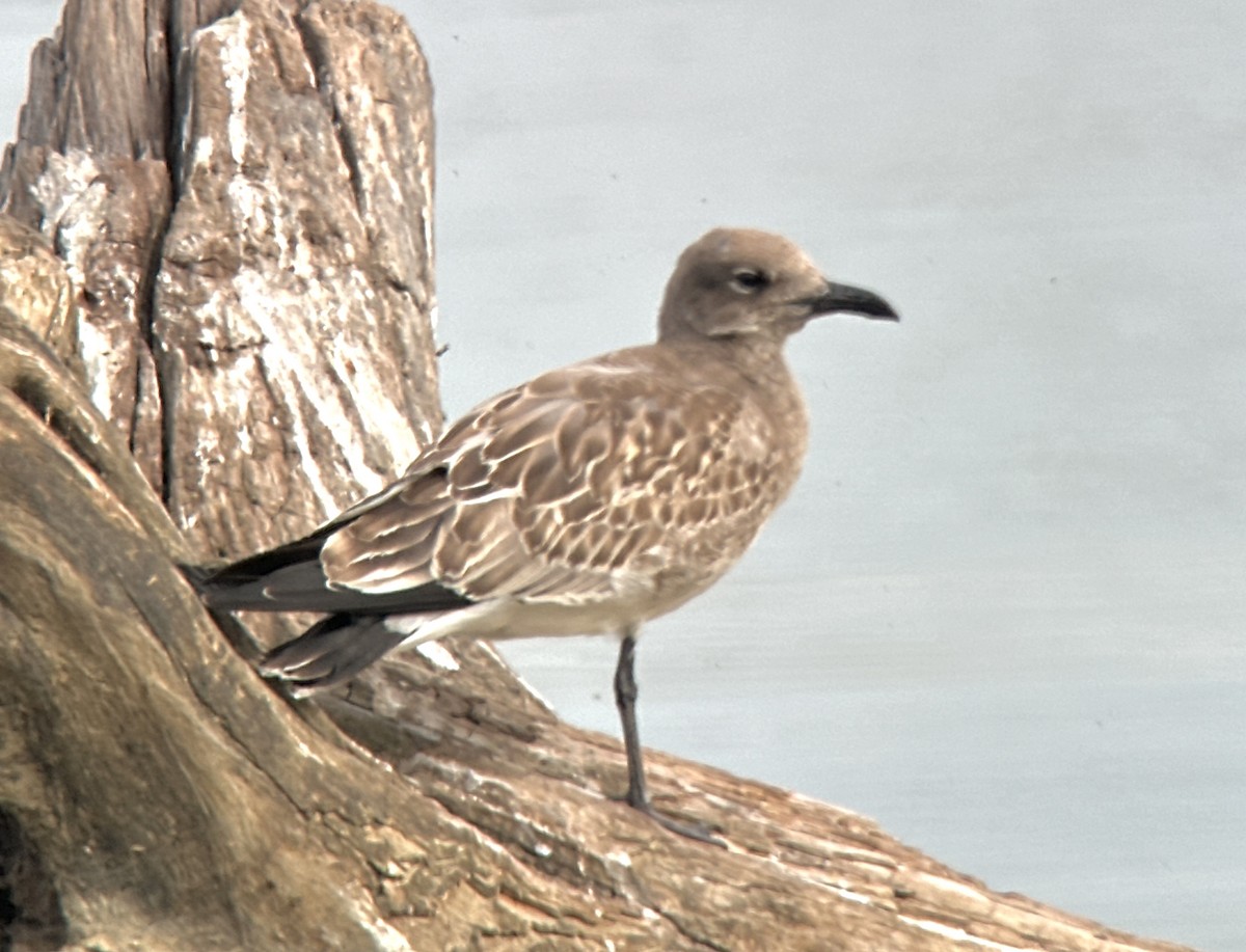 Mouette atricille - ML641653144