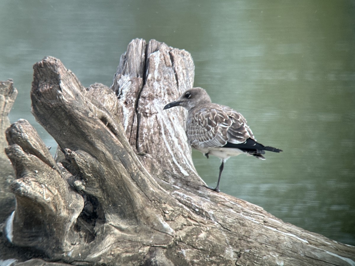 Mouette atricille - ML641653145