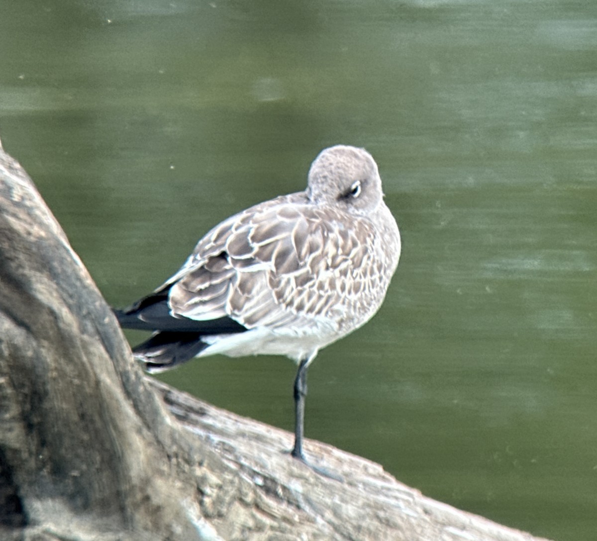 Mouette atricille - ML641653146