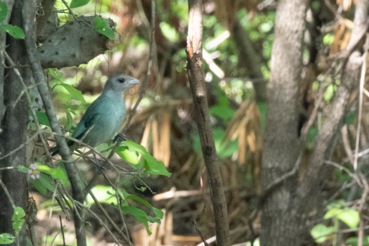 Glaucous Tanager - ML641653154