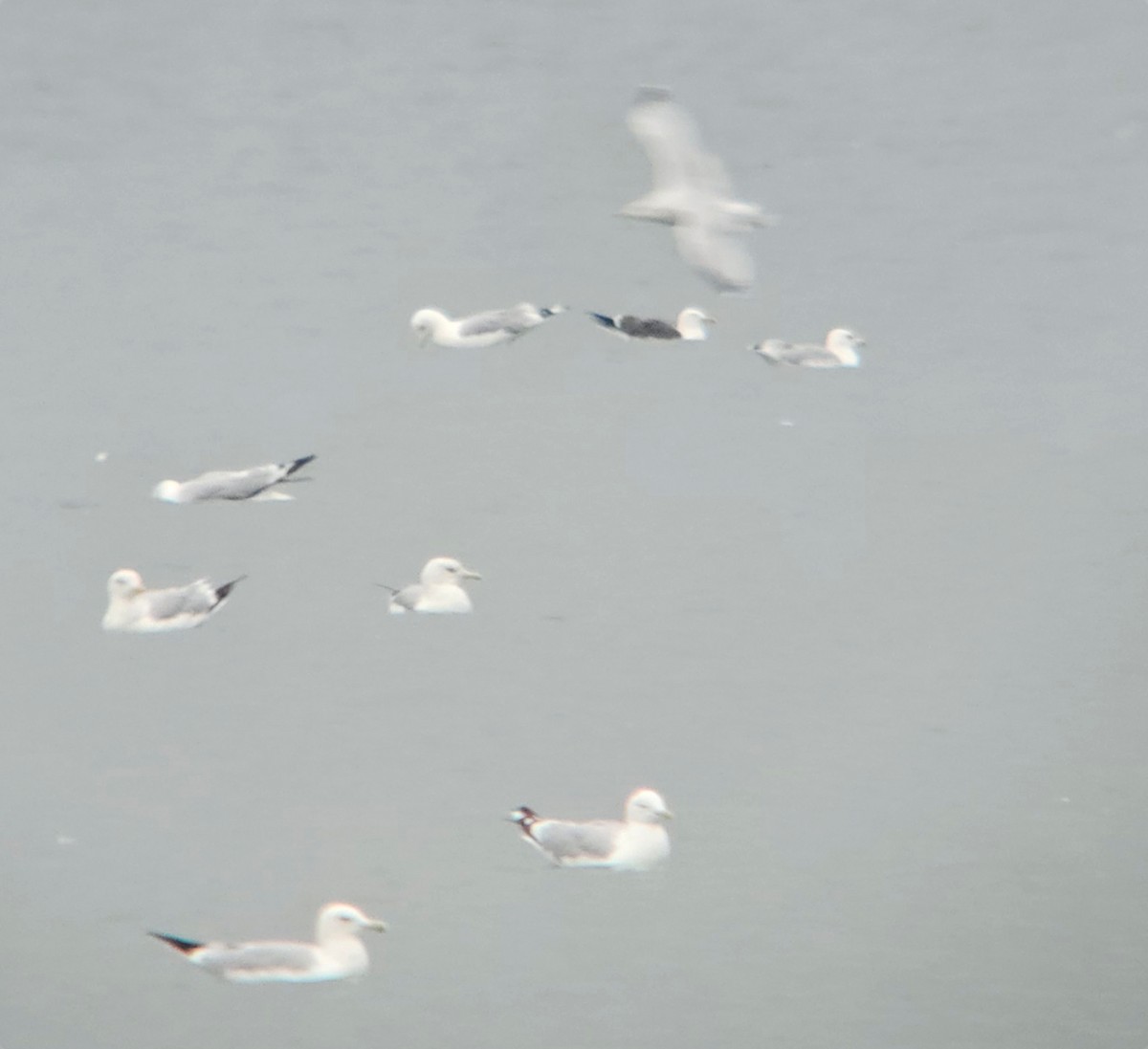 Lesser Black-backed Gull - ML641653194