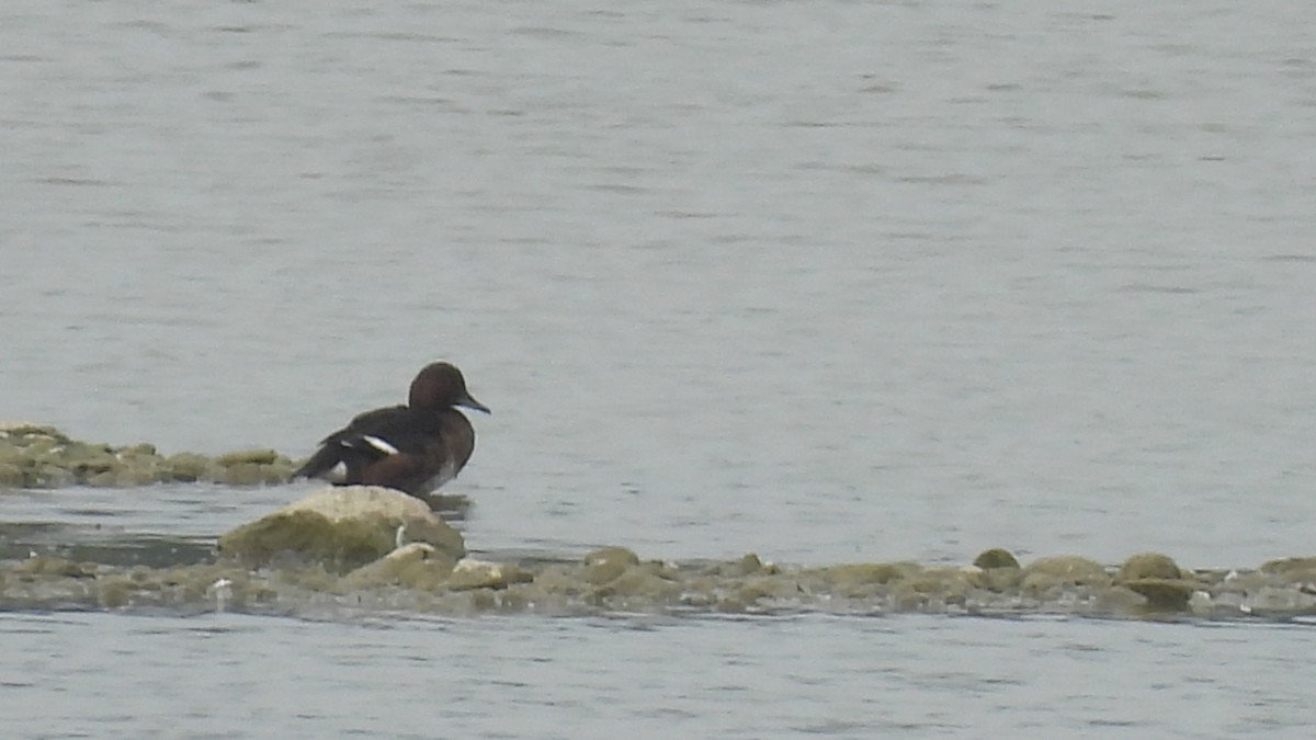 Ferruginous Duck - ML641653211