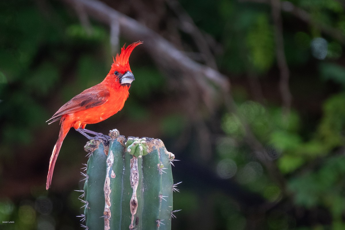 Vermilion Cardinal - ML641653296